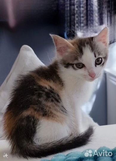 Кошка в дар бесплатно