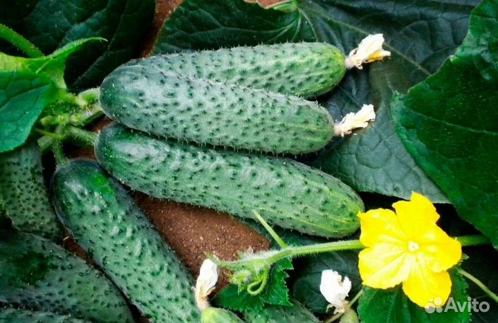 Профессиональные семена огурцов бьерн F1 EnzaZaden