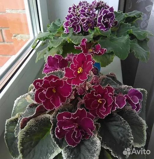 Сортовые фиалки