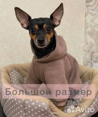 Худи для собак