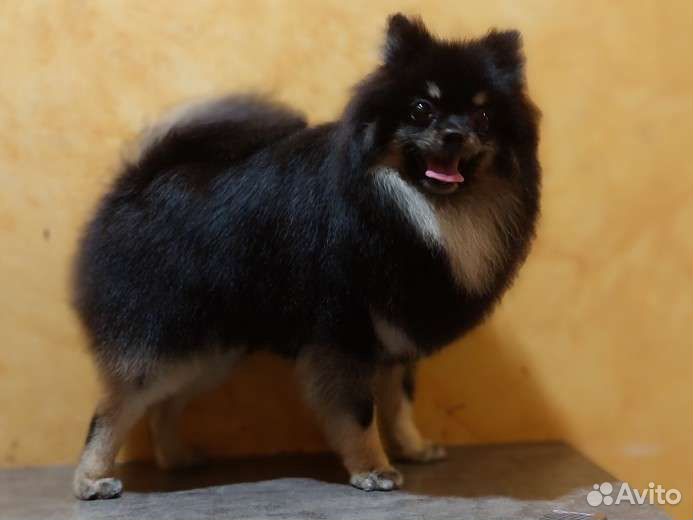 Стрижка и уход за вашими любимцами