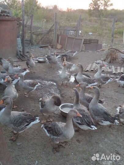Гуси Серый крупный