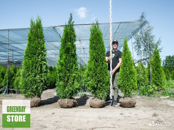 Туи смарагд 2 м свежая копка 2023