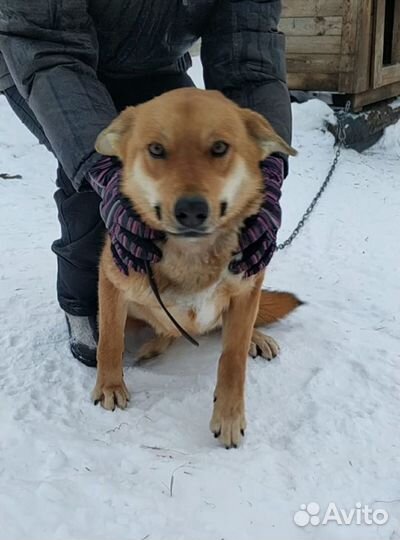 Собака в надежные руки