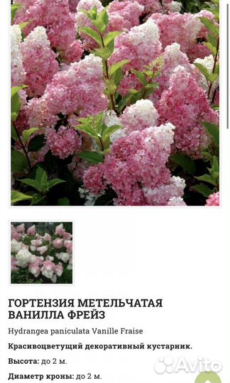 Гортензия Ванилла фрейз