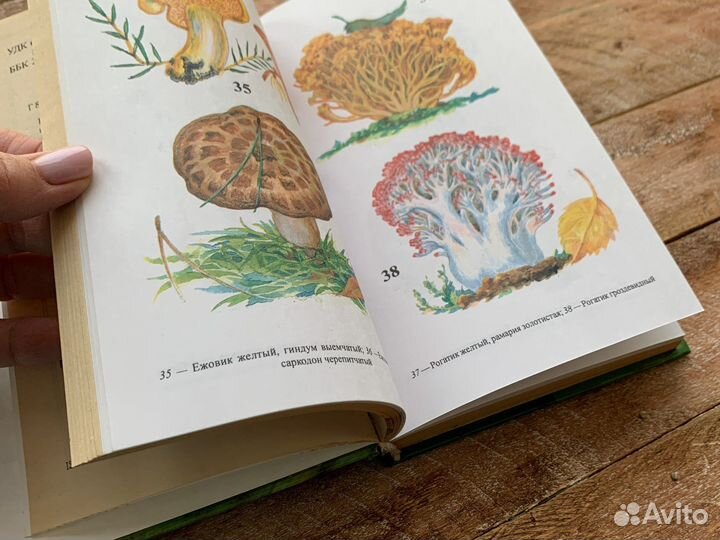 Книга все о грибах