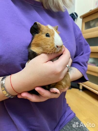 Морские свинки