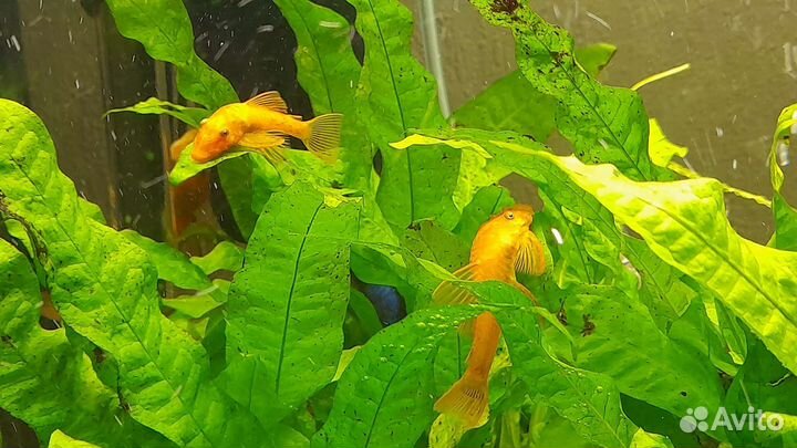 Анциструс супер ред и растения