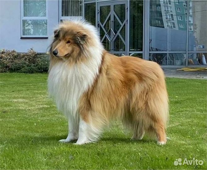 Щенки колли