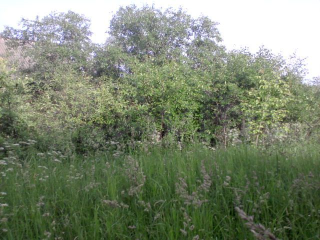 Участок 6 сот. (СНТ, ДНП)