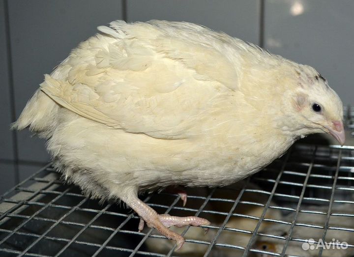 Перепела Техасские