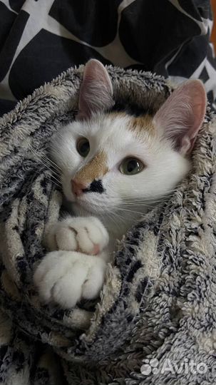 Отдам в добрые руки кошку