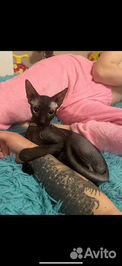 Канадский сфинкс