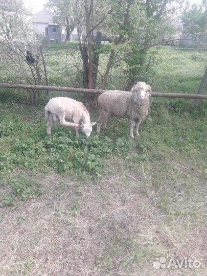 Овцы бараны ягнята