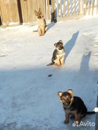 Собака немецкая овчарка