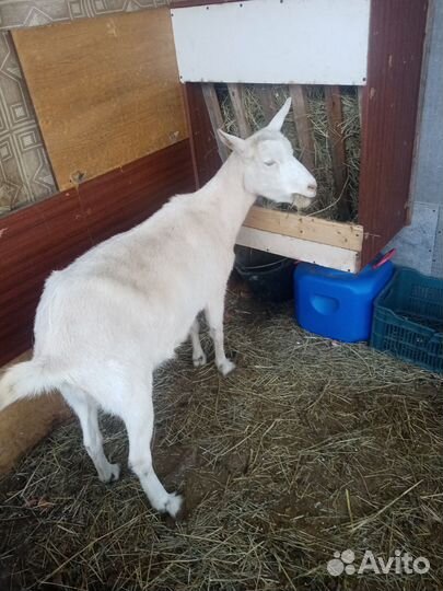 Коза дойная