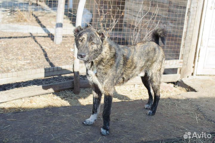 Амур. Собака бесплатно