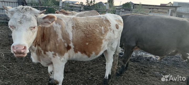 2 телки и 1 первотёлка стельные