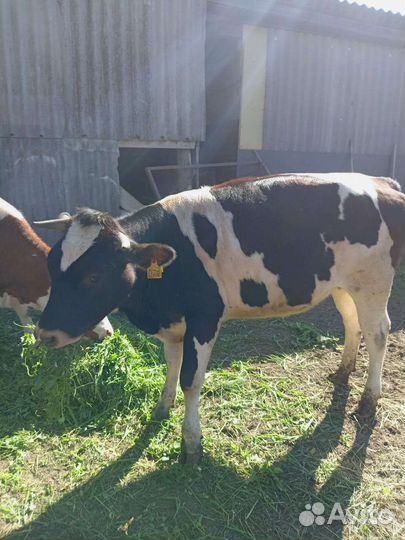 Телкастельная