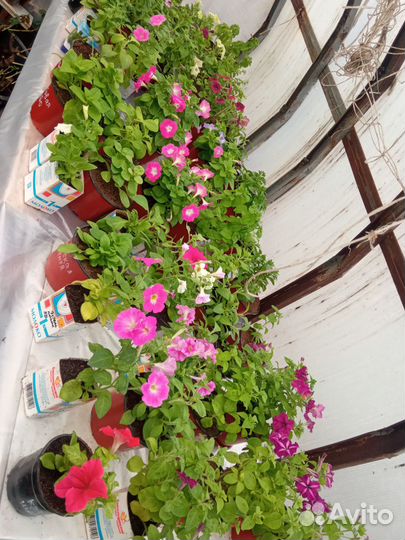 Рассада Петунии