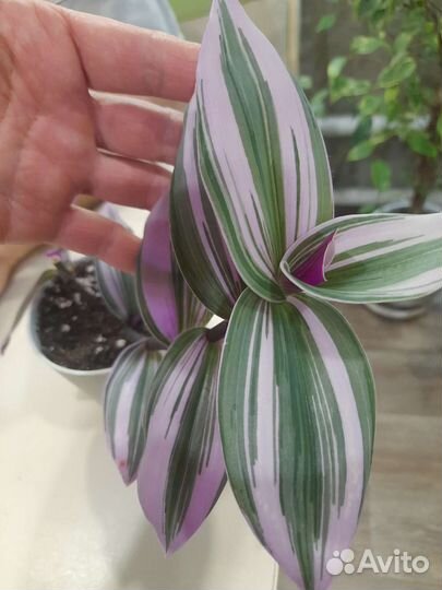 Традесканции сортовые, коллизия