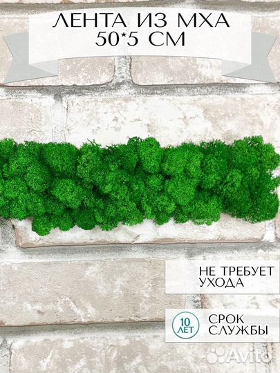 Лента из стабилизированного мха 50*5 см