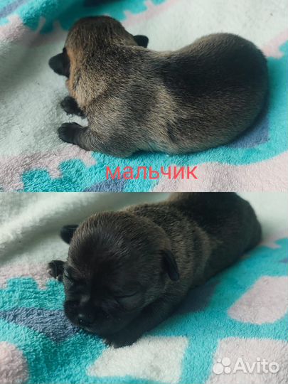 Щенки чихуахуа мини