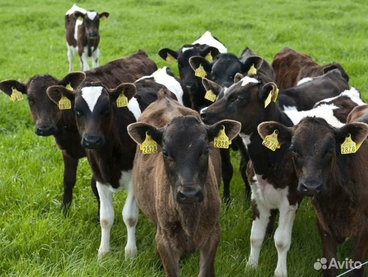 Бычки и телята