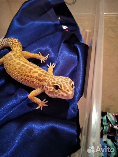 Геккон эублефар