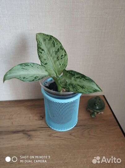 Диффенбахия удомсаб