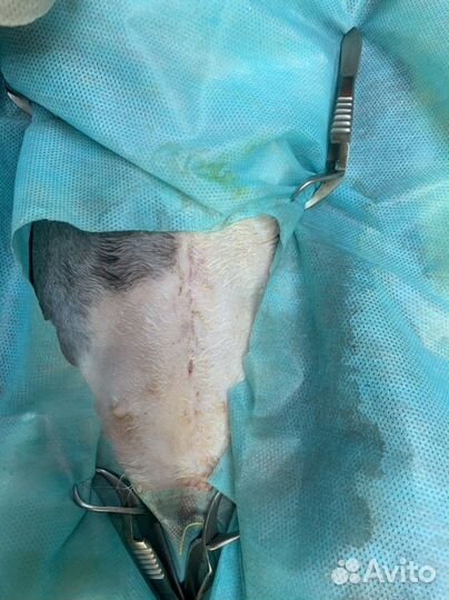 Ветеринарные услуги