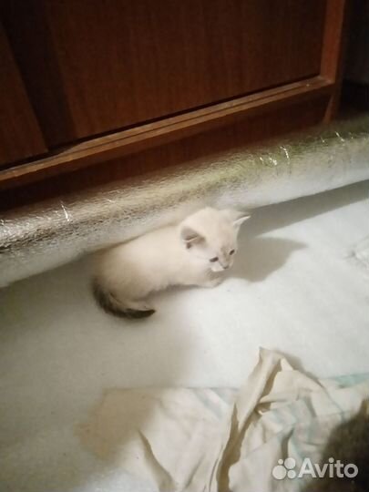Котята в добрые руки даром бесплатно