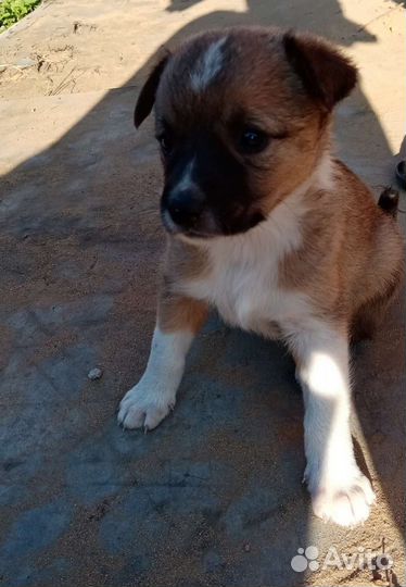 Маленькие собачки щенята