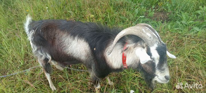 Козел на вязку