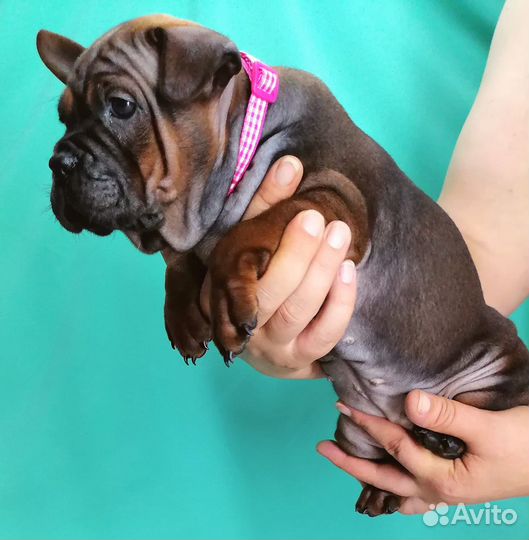 Щенки чунцин