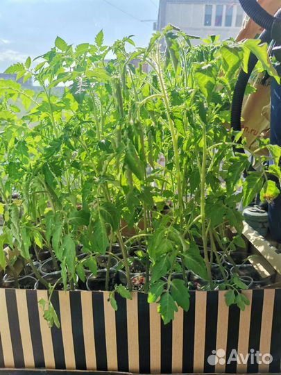 Рассада Помидор Перца