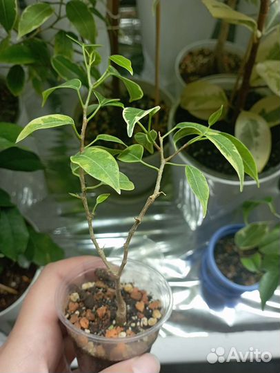 Фикус Лавли