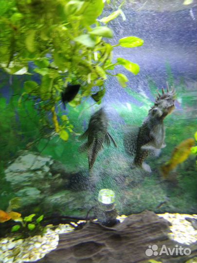 Моллинезия, анциструс самец