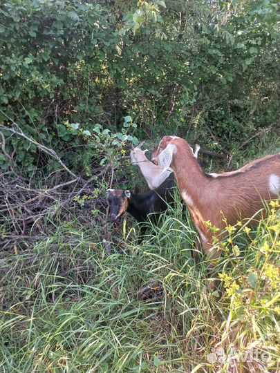 Козлята нубийские ламанча вязка
