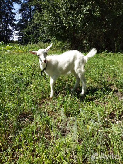 Козлята