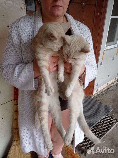 Котята отдам бесплатно