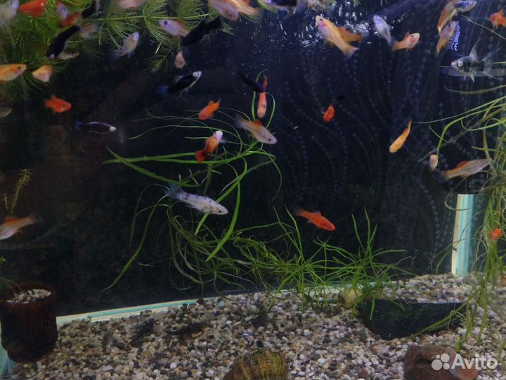 Аквариумные рыбы