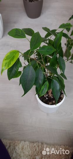 Фикус бенджамина