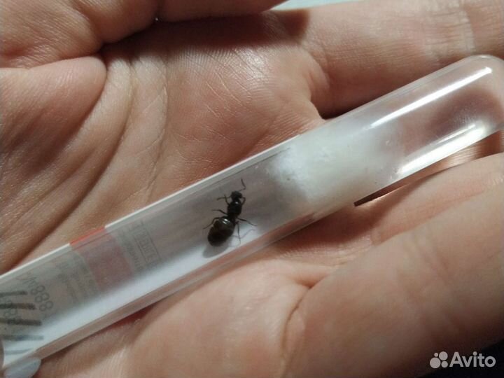 Муравьи Lasius Niqer