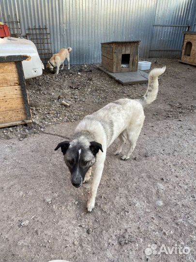 Лайка в добрые руки