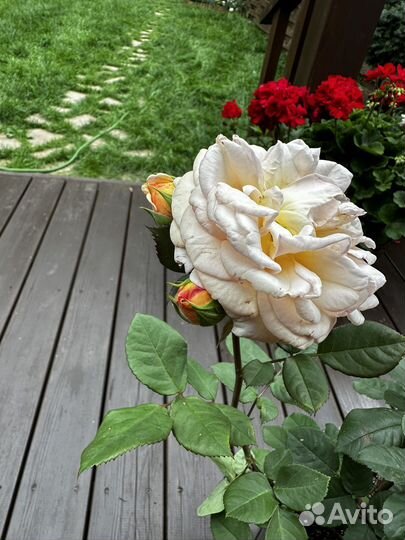 Роза Стефани Баронин Цу гутенберг