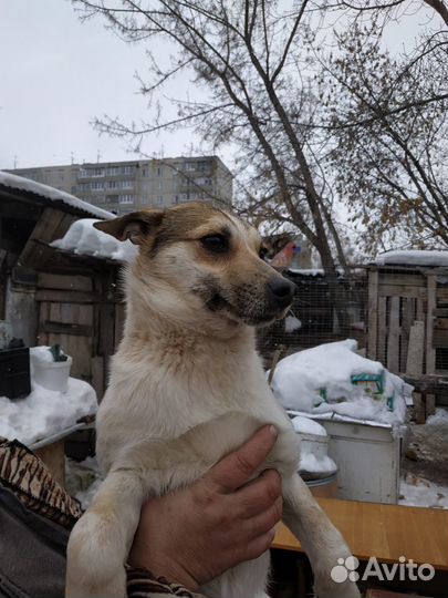 Отдам девочку помесь тойчика