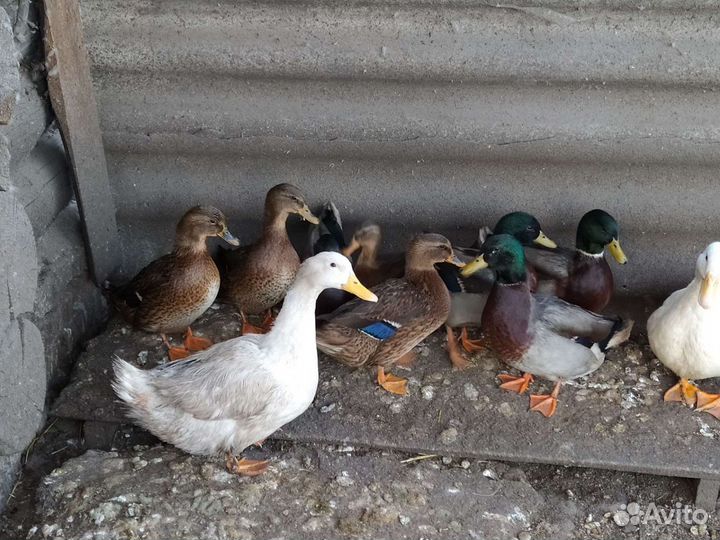 Утки подсадные для охоты