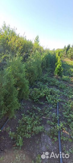 Продам саженцы в ассортименте