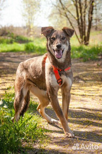 Пёс Мотя в добрые руки